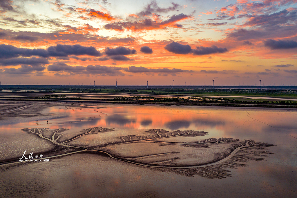 江蘇鹽城:黃海濕地現“潮汐樹”景觀【2】