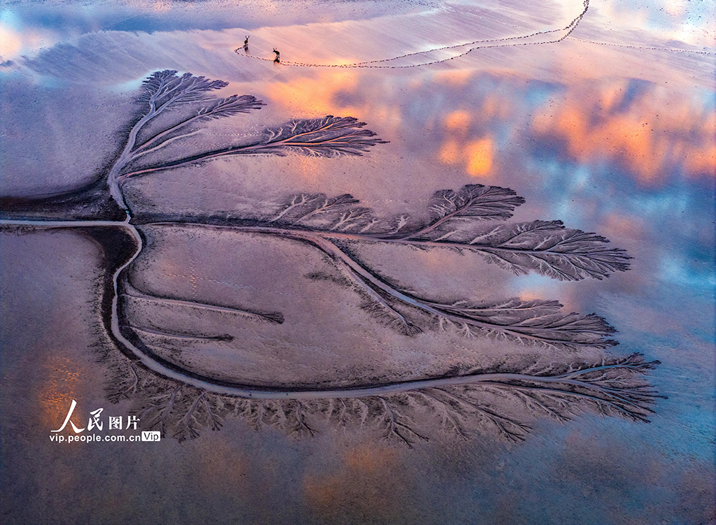 江蘇鹽城:黃海濕地現“潮汐樹”景觀【6】