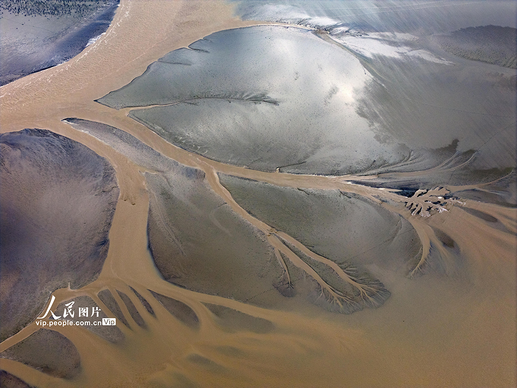 江蘇鹽城:黃海濕地現“潮汐樹”景觀【3】