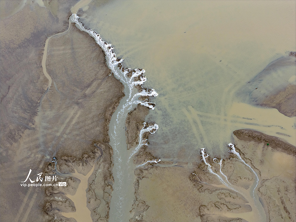 江蘇鹽城:黃海濕地現“潮汐樹”景觀【7】