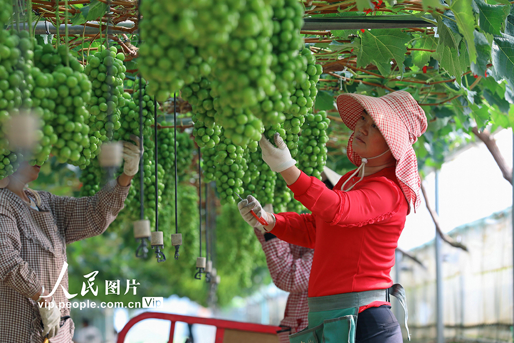 云南陸良:葡萄園里勞作忙【2】