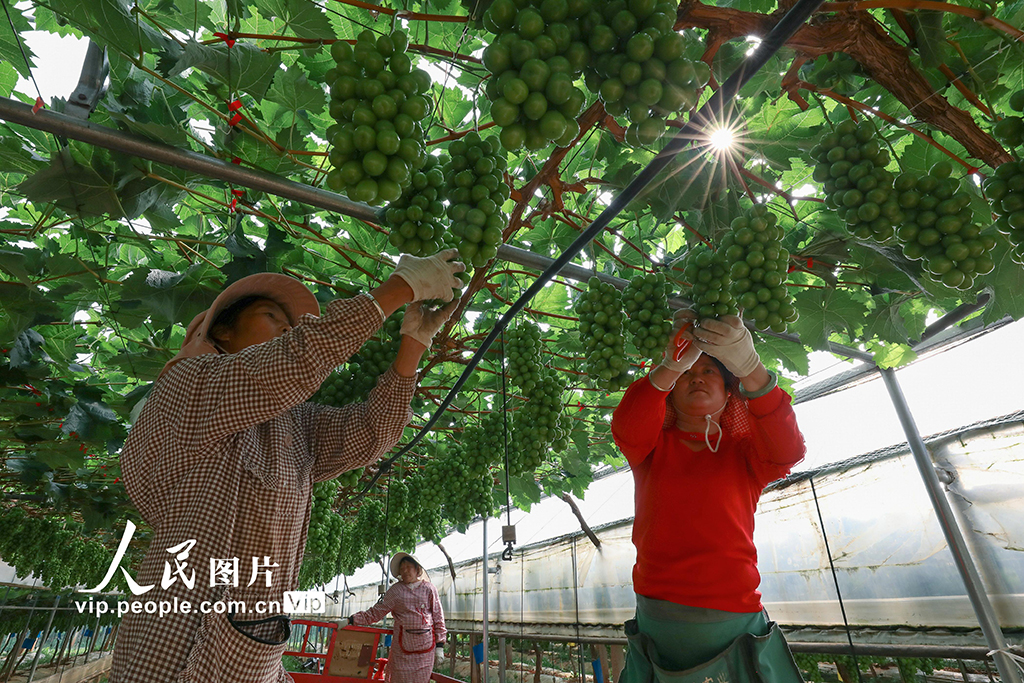 云南陸良:葡萄園里勞作忙【3】