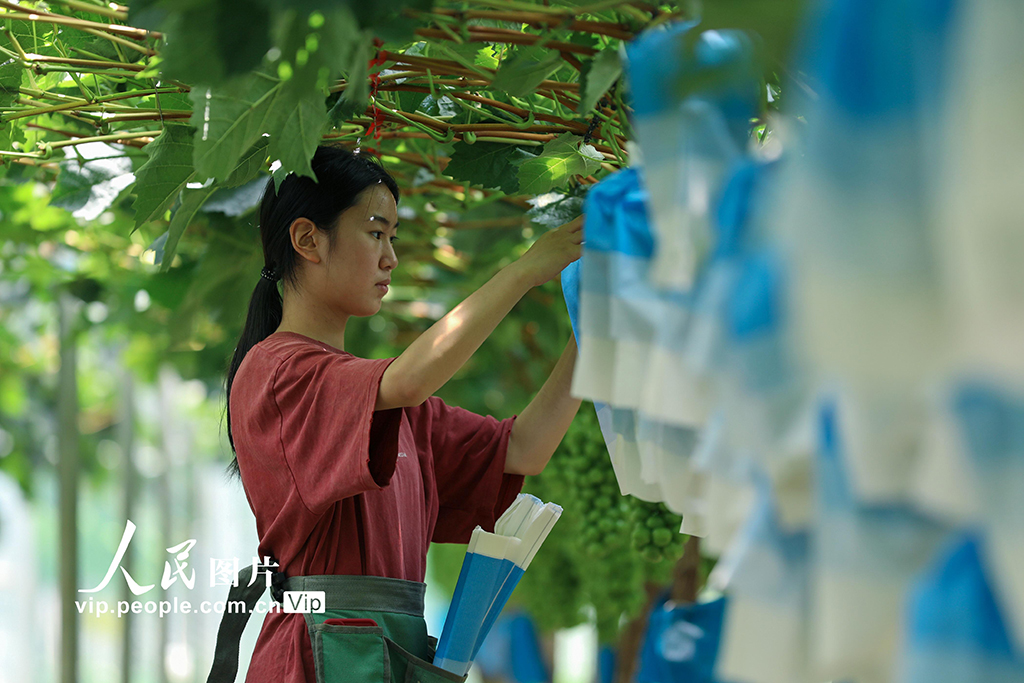 云南陸良:葡萄園里勞作忙【4】