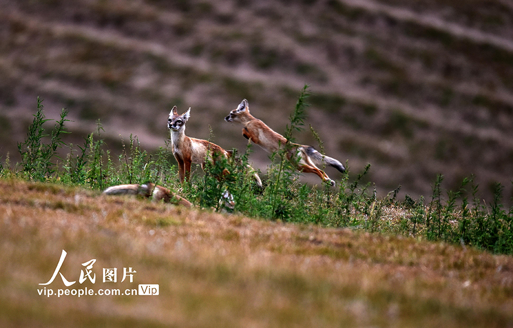 新疆伊寧:狐貍嬉戲【4】