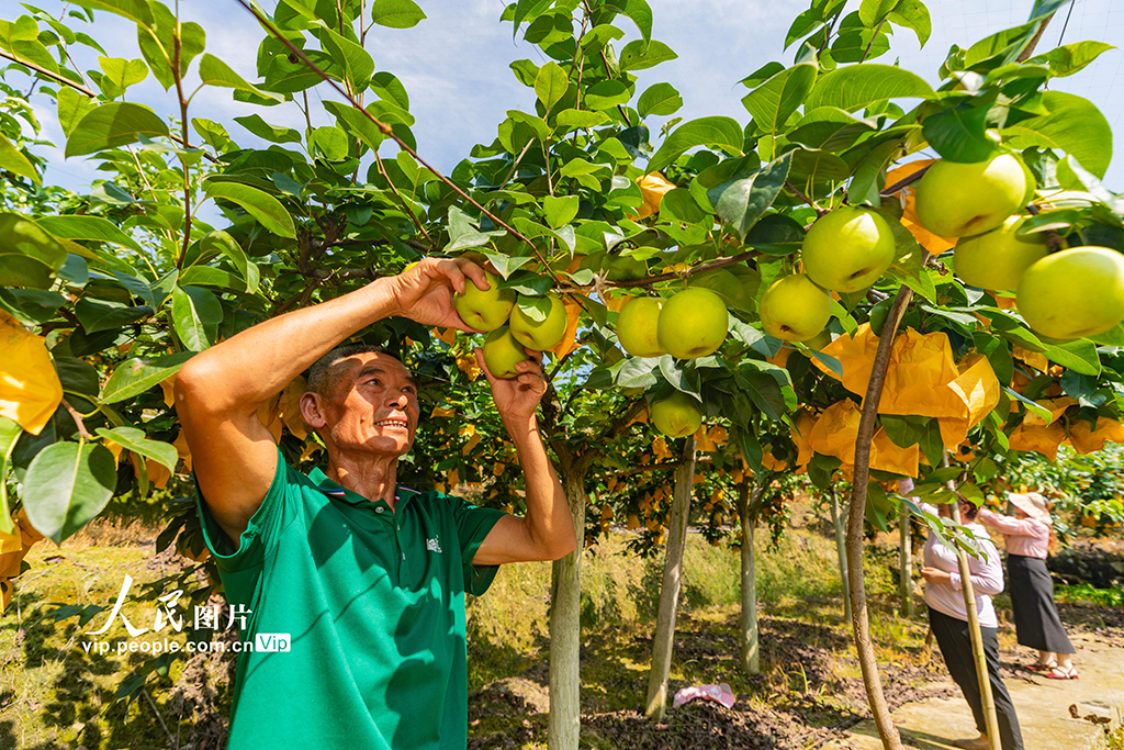 湖北秭歸：泉水梨豐收【2】
