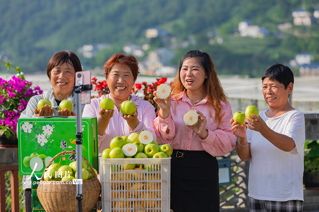 湖北秭歸:泉水梨豐收【6】