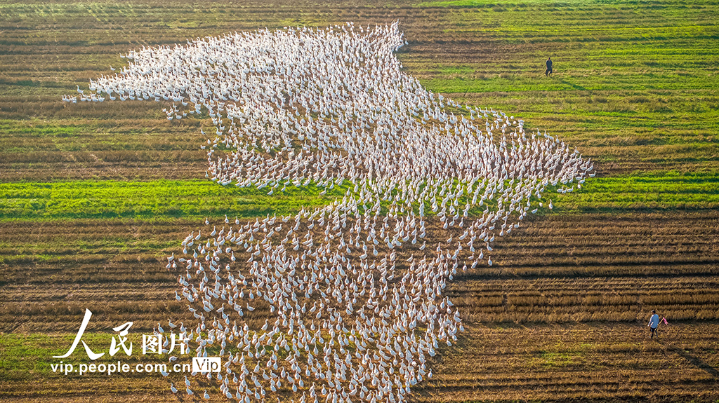 江蘇沭陽:生態養鵝 助農增收【3】