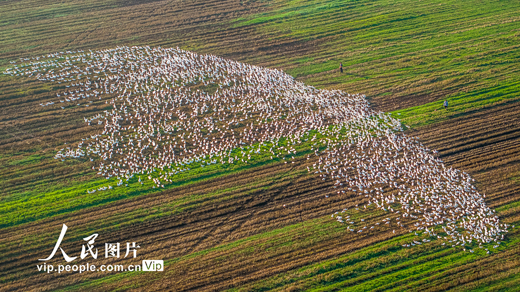 江蘇沭陽:生態養鵝 助農增收【4】