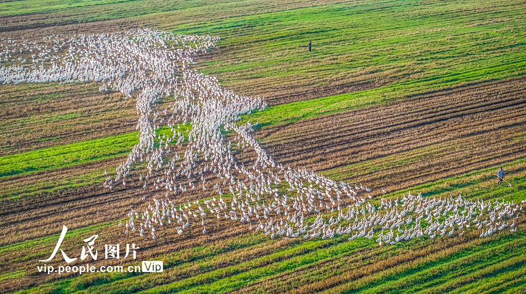 江蘇沭陽:生態養鵝 助農增收【2】