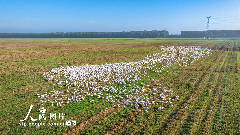 江蘇沭陽:生態養鵝 助農增收【5】