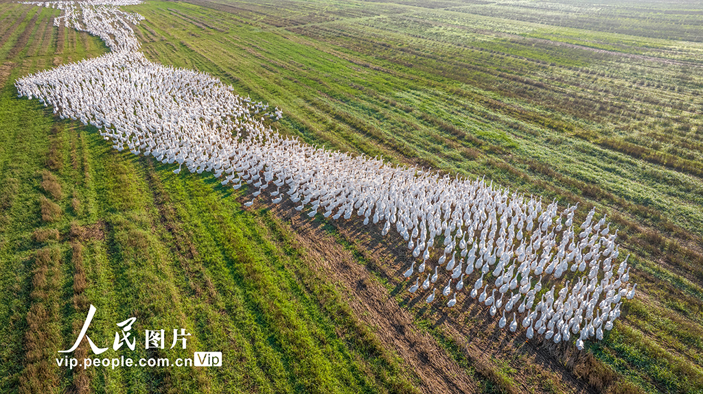 江蘇沭陽:生態養鵝 助農增收【6】