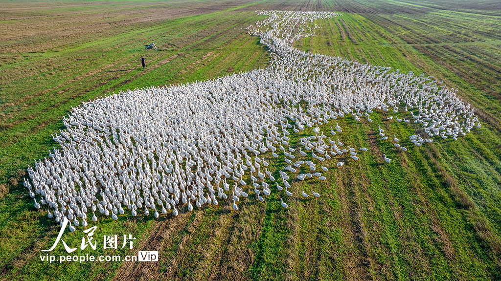 江蘇沭陽:生態養鵝 助農增收【7】