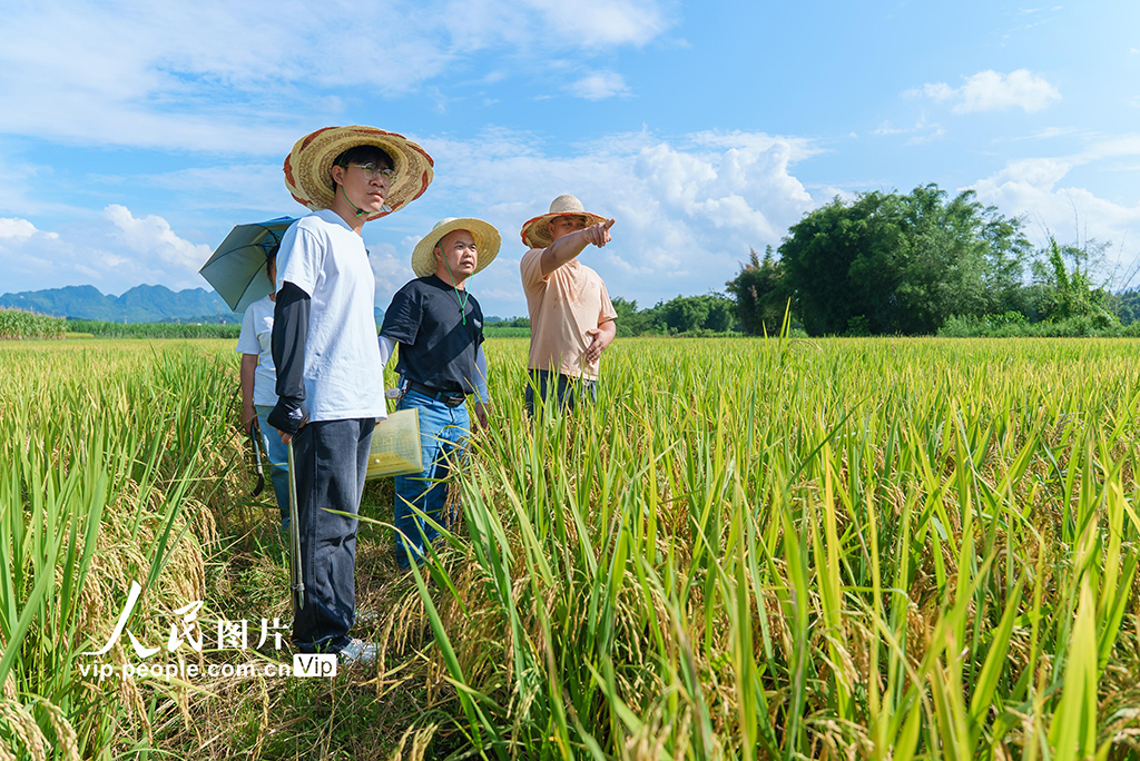 廣西羅城：早稻豐收測產忙