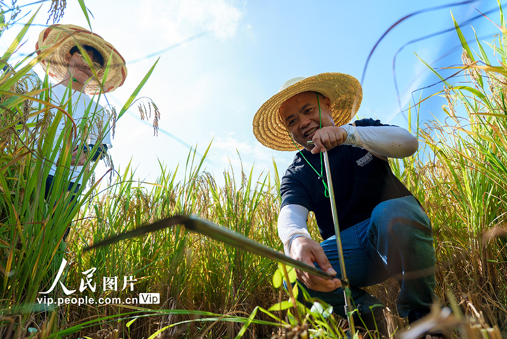 廣西羅城:早稻豐收測產忙【3】
