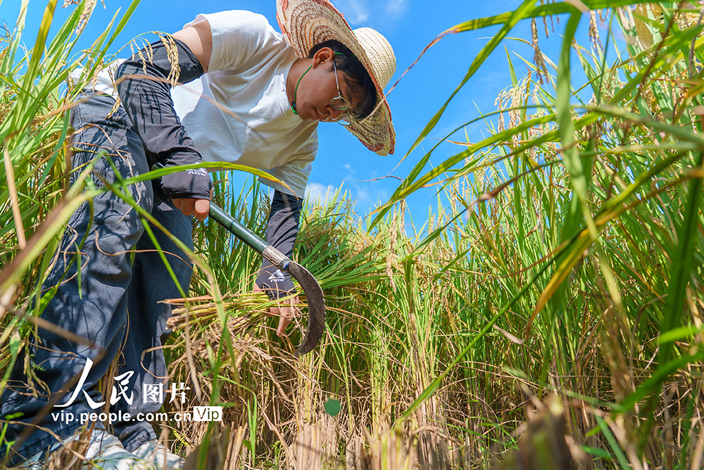 廣西羅城:早稻豐收測產忙【4】