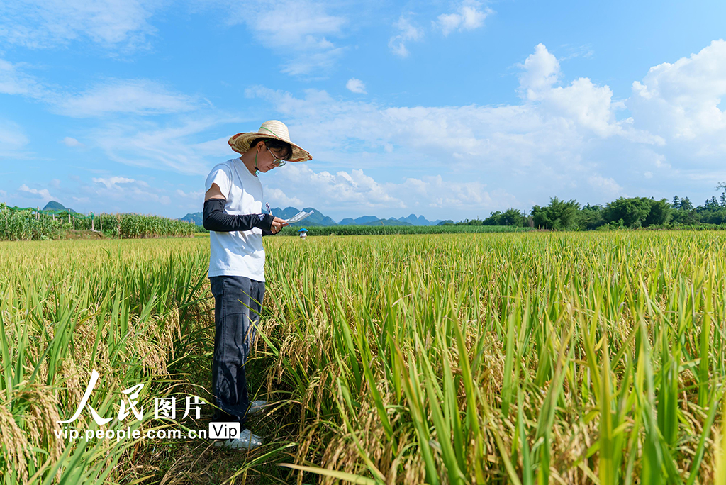 廣西羅城:早稻豐收測產忙【5】
