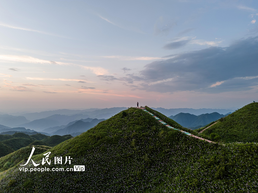 貴州金沙：紫色花海醉游人【4】