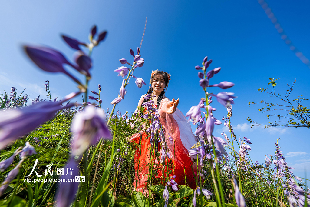 貴州金沙：紫色花海醉游人