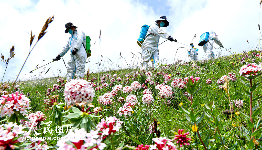 甘肅肅南:推進“三北”工程建設 筑牢生態安全屏障【2】