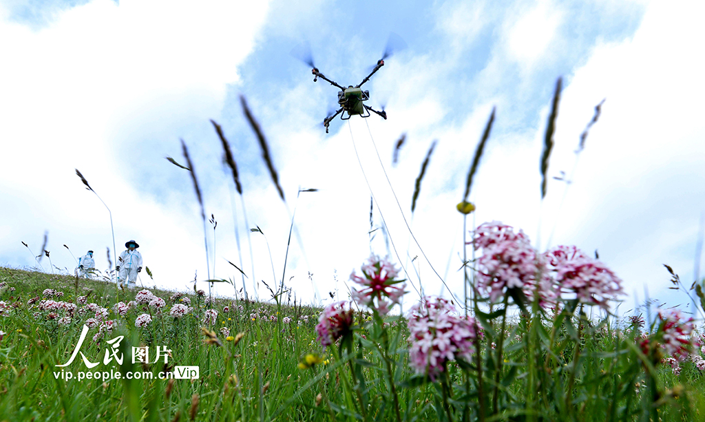 甘肅肅南:推進“三北”工程建設 筑牢生態安全屏障【5】