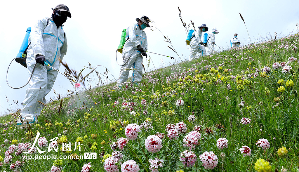 甘肅肅南:推進“三北”工程建設 筑牢生態安全屏障【6】