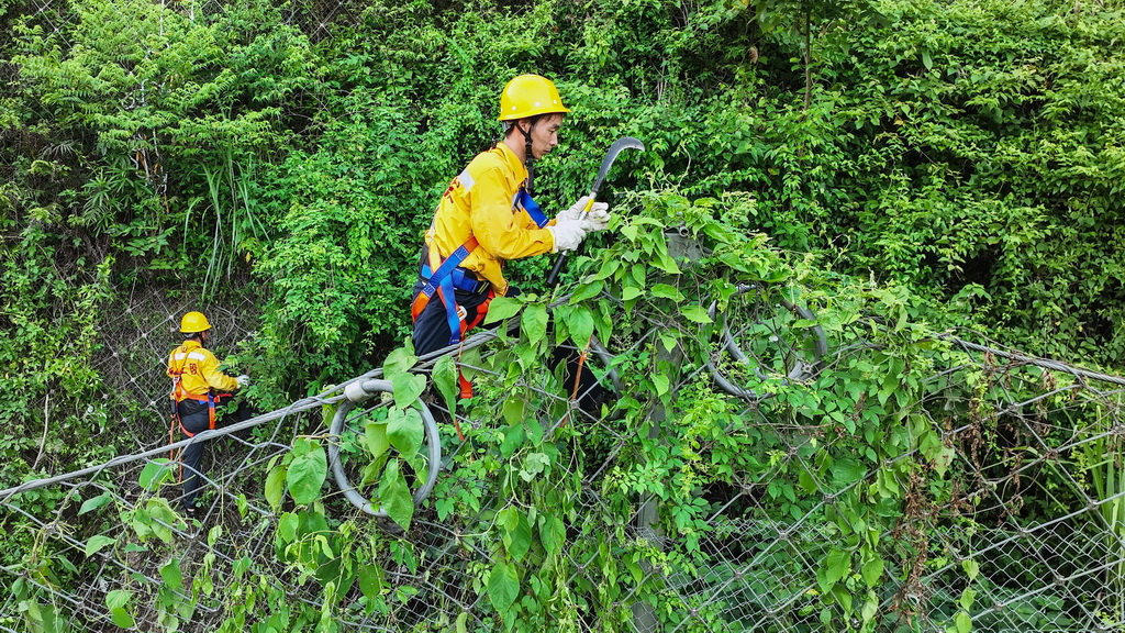 橋隧工人清除被動網上的藤蔓和雜草（7月15日攝，無人機照片）。