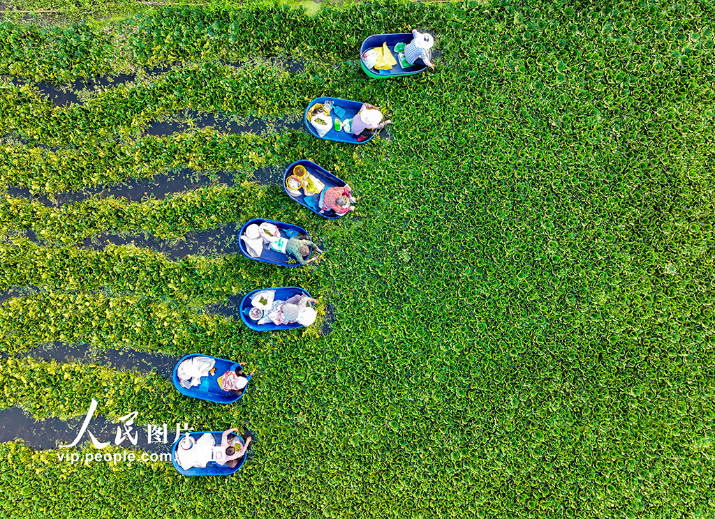 江蘇泰州:采摘菱角【3】