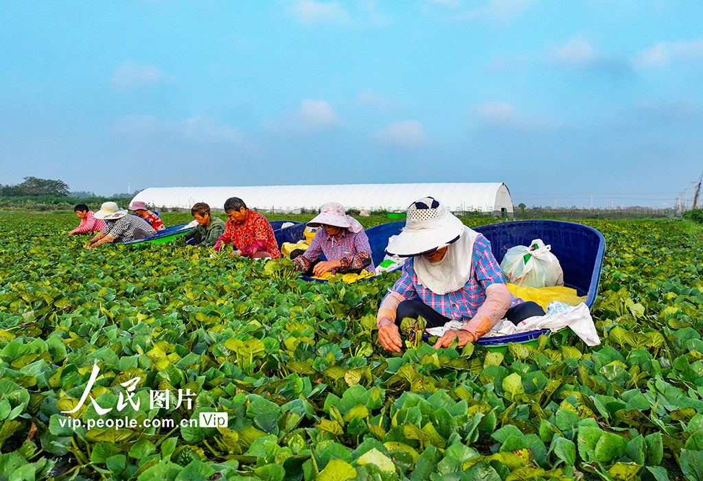 江蘇泰州:采摘菱角【4】