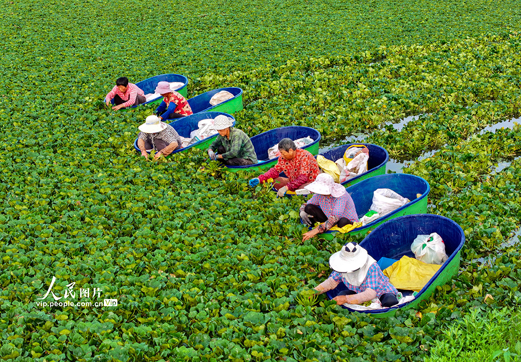 江蘇泰州:采摘菱角【5】