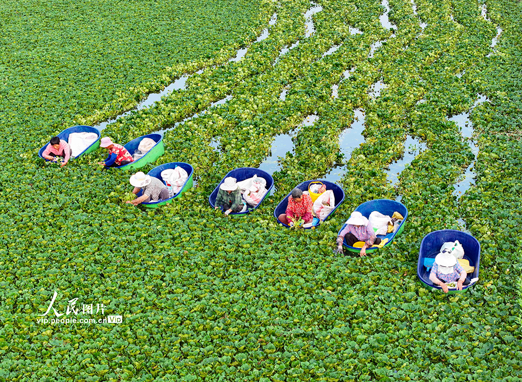 江蘇泰州:采摘菱角【2】