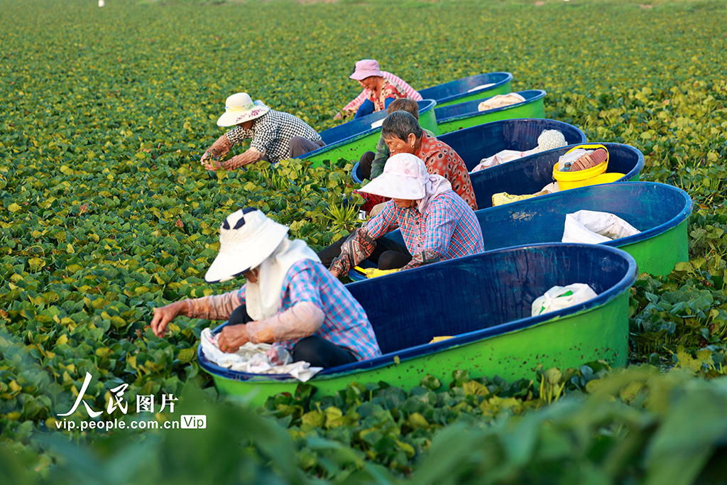 江蘇泰州:采摘菱角【6】