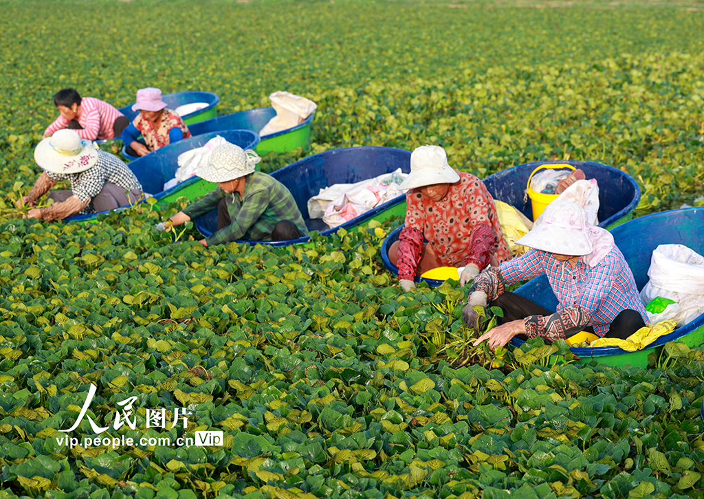 江蘇泰州:采摘菱角【7】