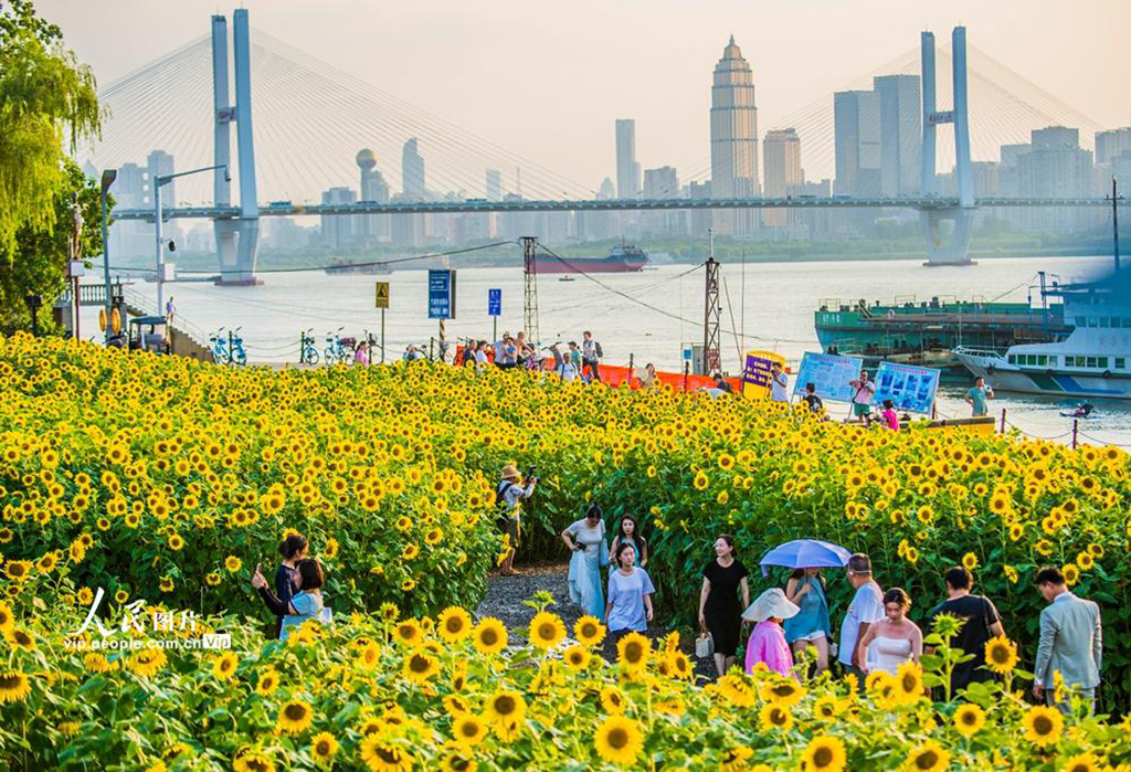湖北武漢:向日葵盛開【2】