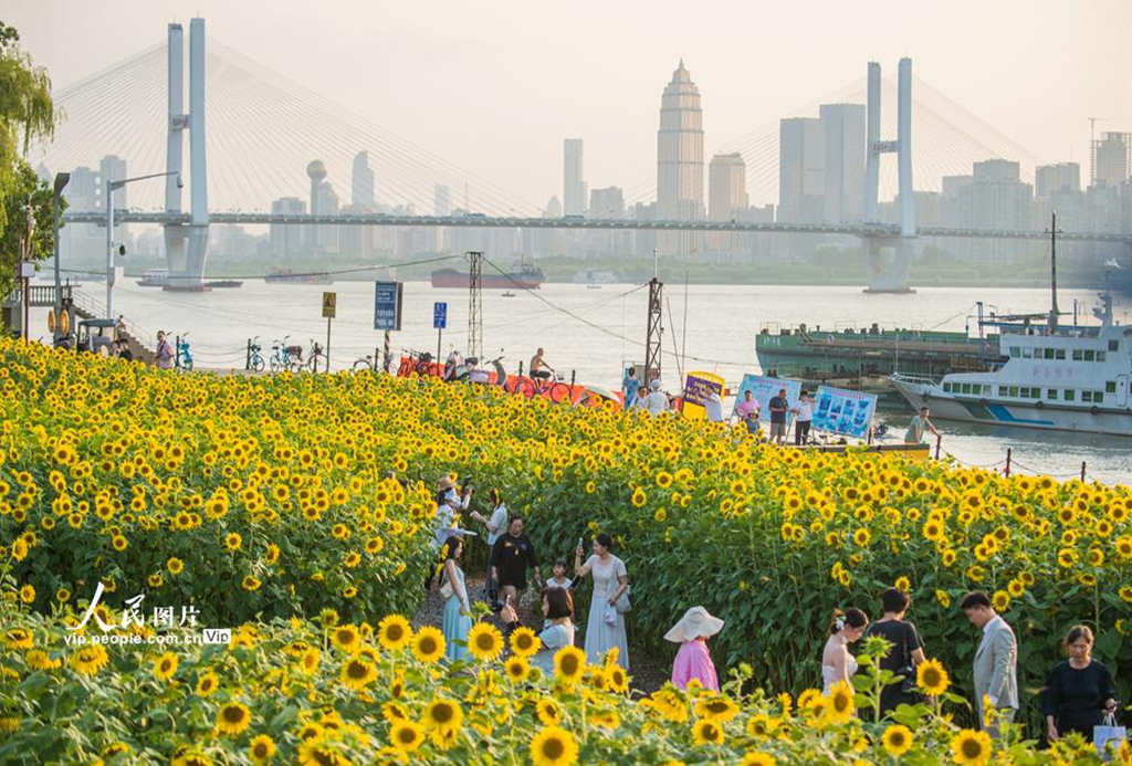 湖北武漢:向日葵盛開【3】