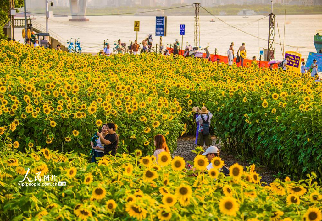 湖北武漢:向日葵盛開【4】