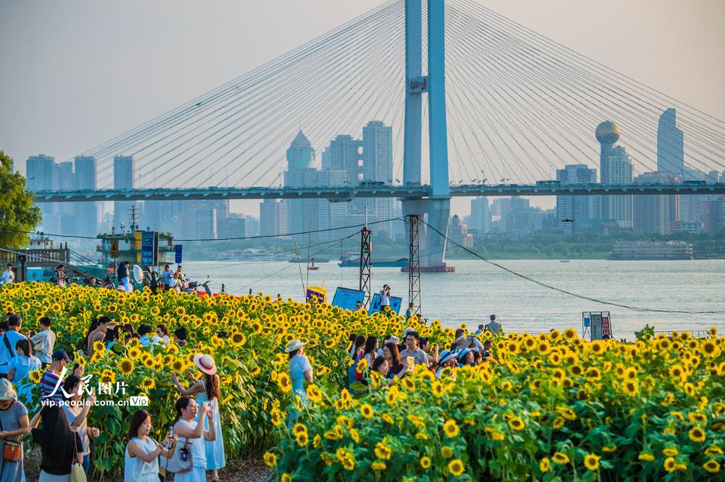 湖北武漢:向日葵盛開【5】