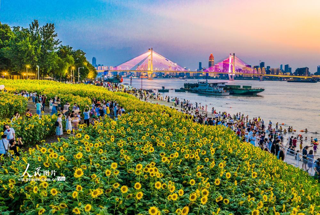 湖北武漢:向日葵盛開【6】