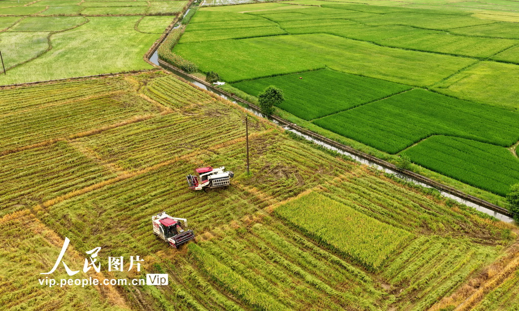湖南常寧：冒酷暑 忙“雙搶”