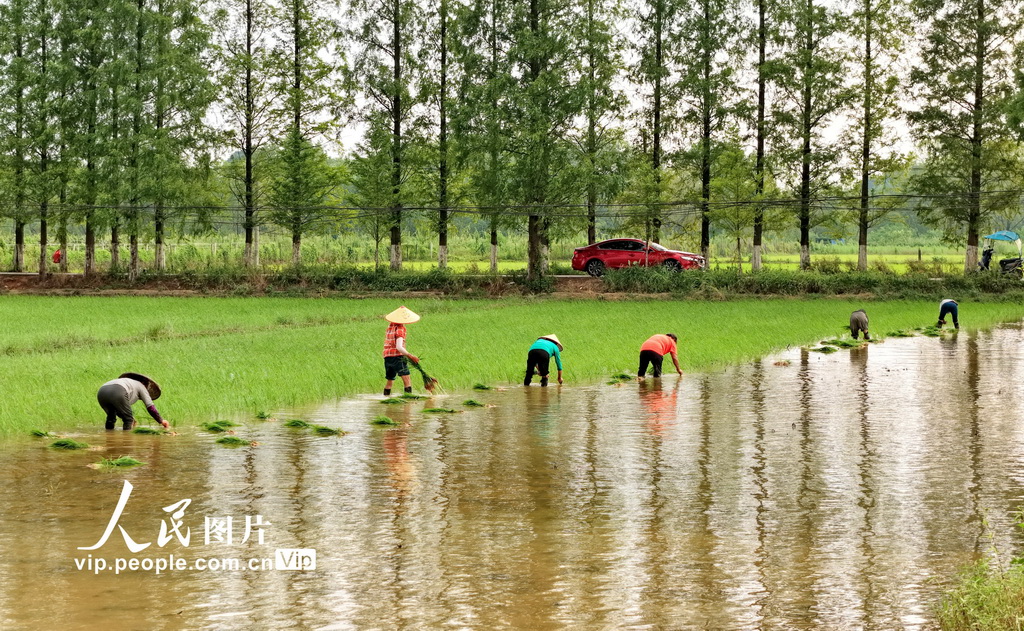 2025年7月19日，湖南省常寧市三角塘鎮長江村，農民在搶插晚稻。