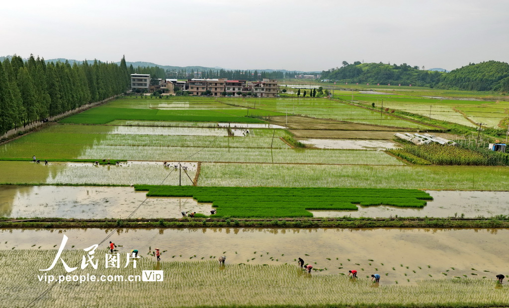 2025年7月19日，湖南省常寧市三角塘鎮長江村，農民在搶插晚稻。