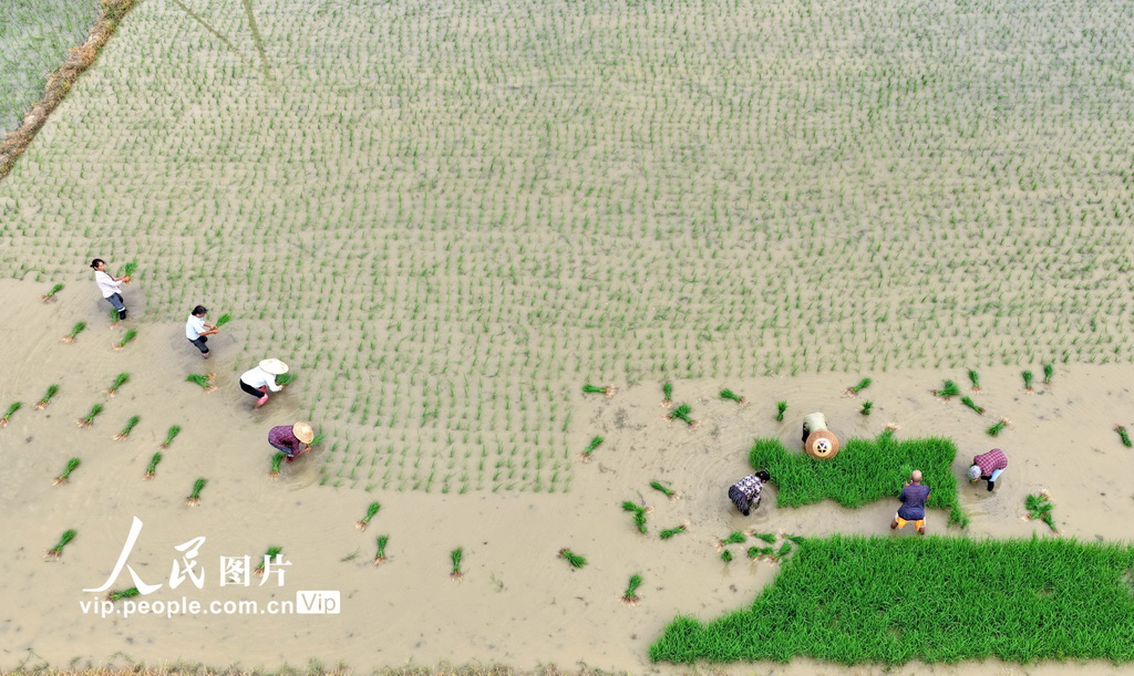 2025年7月19日，湖南省常寧市三角塘鎮長江村，農民在搶插晚稻。