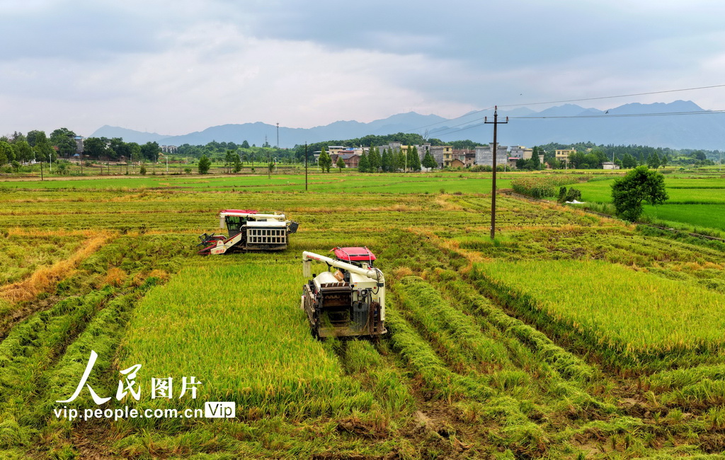 2025年7月19日，湖南省常寧市三角塘鎮長江村，農民正在搶收早稻。
