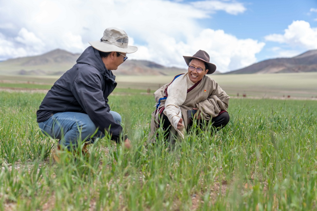 7月20日，文布當桑鄉鄉長拉巴歐珠（左）和夏瑪村黨支部書記努桑在看草的長勢。