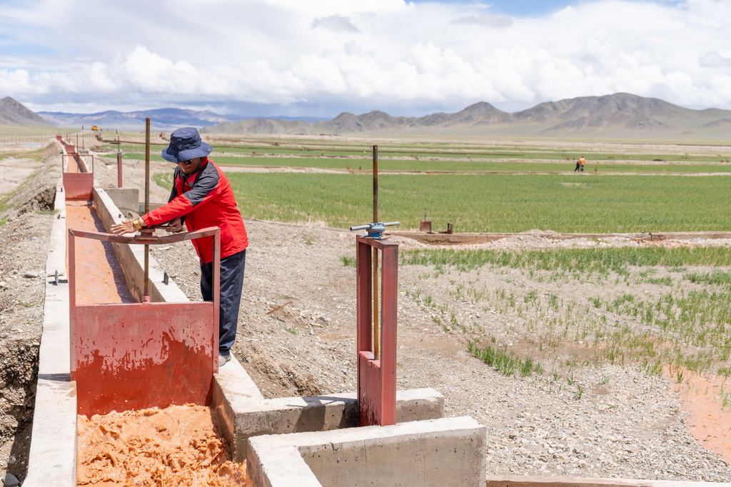 7月20日，西藏阿里地區革吉縣文布當桑鄉夏瑪村村民達多在人工種草基地工作。
