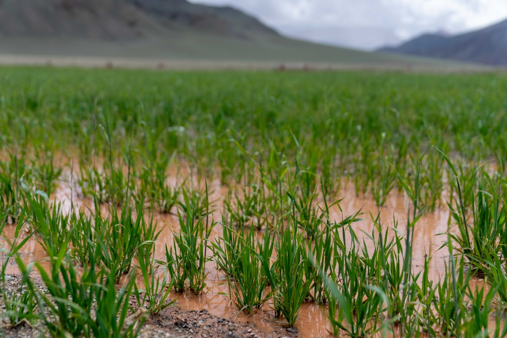這是7月20日在西藏阿里地區革吉縣文布當桑鄉拍攝的人工種草基地。