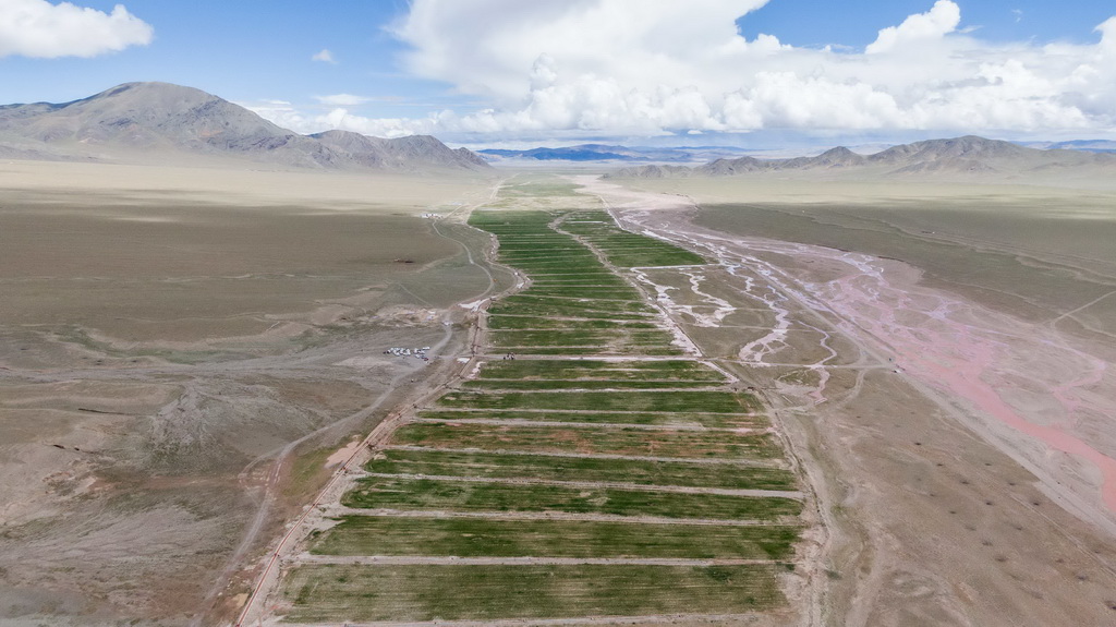 西藏革吉縣推進草產業助群眾增收