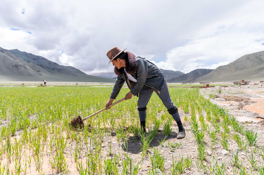 7月20日，西藏阿里地區革吉縣文布當桑鄉夏瑪村村民嘎瑪旺堆在人工種草基地工作。