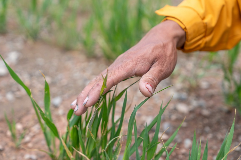 7月20日，村民在看草的長勢。