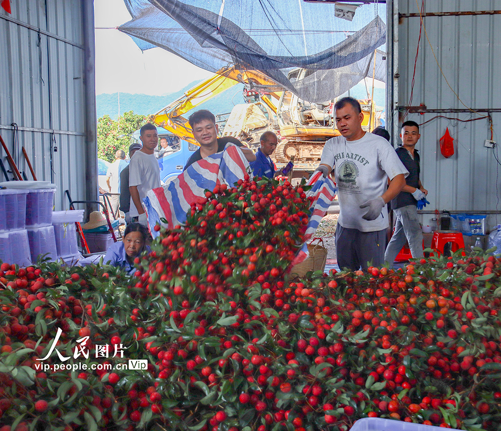 廣西蒼梧:特色荔枝產業富民強縣【2】