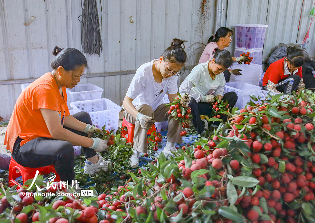 廣西蒼梧：特色荔枝產業富民強縣【3】